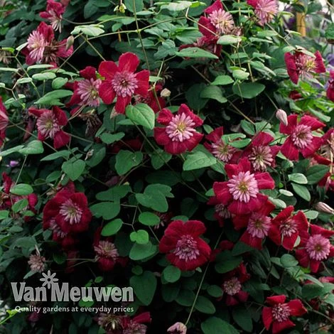 Clematis Avant-Garde™ Evipo033 2 Clematis Avant-Garde™ Evipo033 - Image 2