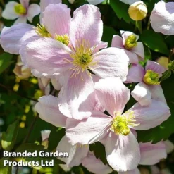 Clematis Montana 'Mayleen' -Green Us Garden CLEM MAYLEEN L39277