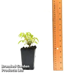 Clematis Napaulensis -Green Us Garden CLEM NAPAUL7CM T44183