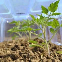 Mini Greenhouse Cloche 8 Mini Greenhouse Cloche -Green Us Garden CLOC V69804 C