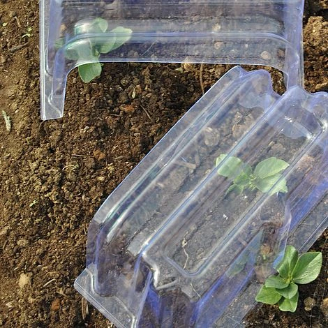 Mini Greenhouse Cloche 5 Mini Greenhouse Cloche - Image 5