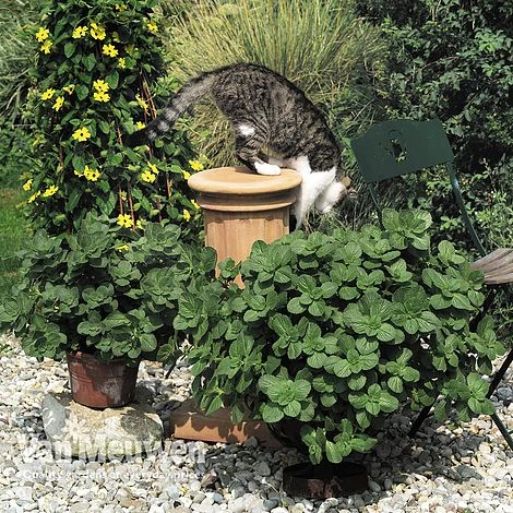 Coleus Canina 'Scaredy Cat' 1 Coleus Canina 'Scaredy Cat'
