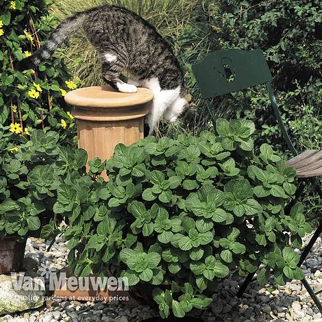 Coleus Canina 'Scaredy Cat' 3 Coleus Canina 'Scaredy Cat' - Image 3