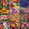 Annual Bedding Plants Collection