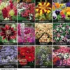 Summer Bedding Collection
