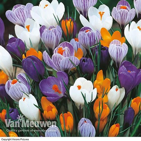 Crocus 'Dutch Large Flowering' (Spring Flowering) 1 Crocus 'Dutch Large Flowering' (Spring Flowering)