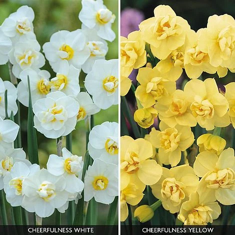 Daffodil 'Cheerfulness Duo' 1 Daffodil 'Cheerfulness Duo'