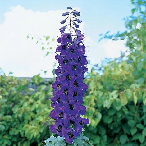 Delphinium 'Black Knight' 1 Delphinium 'Black Knight'