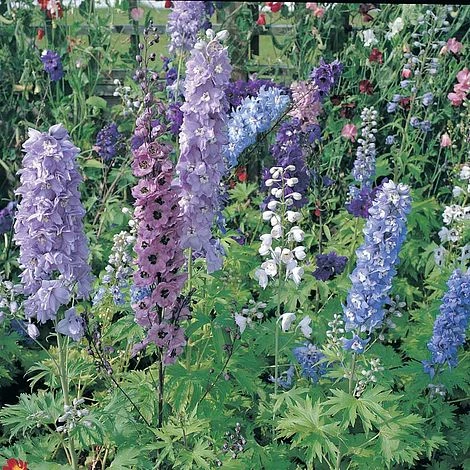 Delphinium 'Magic Fountains Mixed' 2 Delphinium 'Magic Fountains Mixed' - Image 2