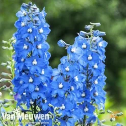 Delphinium 'Summer Skies' (Pacific Hybrid) -Green Us Garden DELP v65292 C