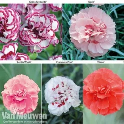 Dianthus 'Cottage Garden Collection'