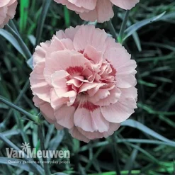 Dianthus 'Cottage Garden Collection' 9 Dianthus 'Cottage Garden Collection' -Green Us Garden DIAN V82918 D