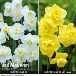 Daffodil 'Cheerfulness Duo' 7 Daffodil 'Cheerfulness Duo' -Green Us Garden Daffodil Cheerfulness Duo