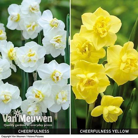 Daffodil 'Cheerfulness Duo' 4 Daffodil 'Cheerfulness Duo' - Image 4