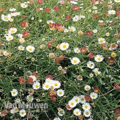 Erigeron 'Stallone' 6 Erigeron 'Stallone' -Green Us Garden ERIG V75665 B