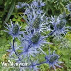 Eryngium 'Blue Steel' -Green Us Garden ERYN 42770V B