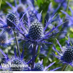 Eryngium 'Blue Steel' -Green Us Garden ERYN 42770V E