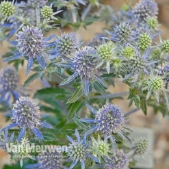 Eryngium Planum 'Blue Hobbit' -Green Us Garden ERYN V46943 C