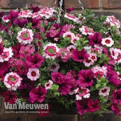 Eton Mess 6 Eton Mess -Green Us Garden ETON V48876 C1