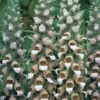Foxglove Lanata