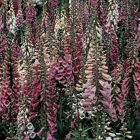 Foxglove 'Foxy' 1 Foxglove 'Foxy'