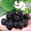 Blackberry 'Reuben'