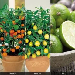 Citrus Tree Collection -Green Us Garden FRUI V59876 A h