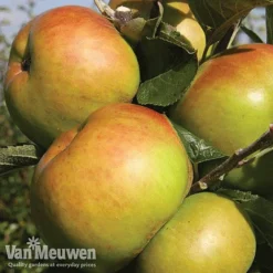 Favourite Fruit Tree Collection -Green Us Garden FRUIT KA7999 C VM