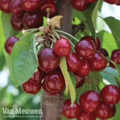 Green Us Garden -Green Us Garden FRUIT KA7999 D VM