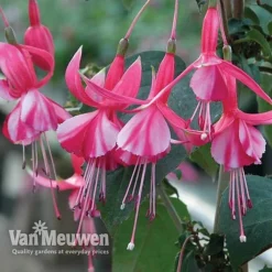 Fuchsia 'Hardy Collection' -Green Us Garden FUCH VKA4047 C