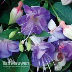 Fuchsia 'Hardy Collection' -Green Us Garden FUCH VKA4047 D