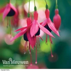 Fuchsia 'Hardy Collection' -Green Us Garden FUCH VKA4047 E