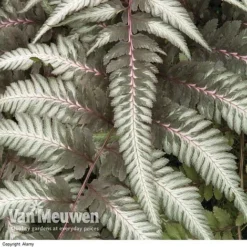 Fantastic Fern 'Pewter Lace'