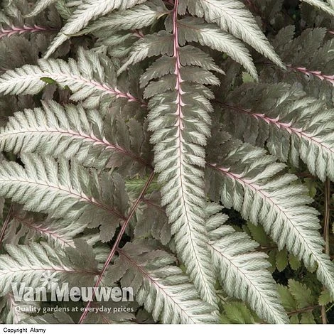 Fantastic Fern 'Pewter Lace' 1 Fantastic Fern 'Pewter Lace'