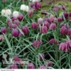 Fritillaria Meleagris
