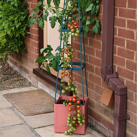 Garden Grow Self Watering 4 Tier Tomato Tower 2 Garden Grow Self Watering 4 Tier Tomato Tower - Image 2