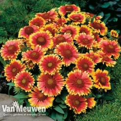 Gaillardia Aristata 'Arizona Sun' -Green Us Garden GAIL v65378 D