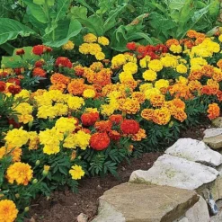 Green Us Garden -Green Us Garden GARD VKA7392 C