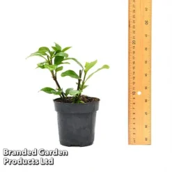 Gardenia 'Crown Jewels' 11 Gardenia 'Crown Jewels' -Green Us Garden GARD CROWNJ9CM T44317