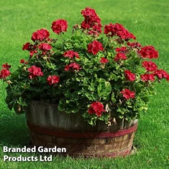 Giant Geranium Bumper Collection -Green Us Garden GERA GRANDVIOL L41307