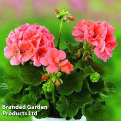 Giant Geranium Bumper Collection -Green Us Garden GERA GRCLSALMO S04734