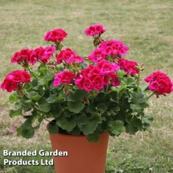 Giant Geranium Bumper Collection -Green Us Garden GERA POWERVIOL S14646