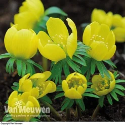 Spring Bulbs In The Green Collection -Green Us Garden GREE V59885P C