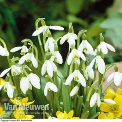 Spring Bulbs In The Green Collection -Green Us Garden GREE V59885P D