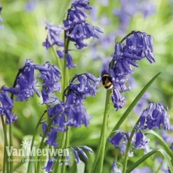 Spring Bulbs In The Green Collection -Green Us Garden GREE V59885P E