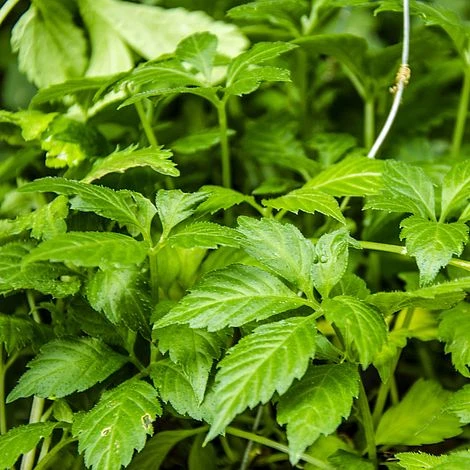 Gynostemma Pentaphyllum 1 Gynostemma Pentaphyllum