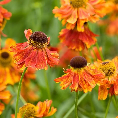 Helenium 'Moerheim Beauty' 1 Helenium 'Moerheim Beauty'