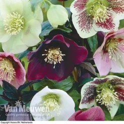 Hellebore X Hybridus 'Mixed' (Lenten Rose) -Green Us Garden HELL 61223 B1