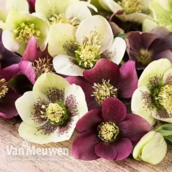 Hellebore X Hybridus 'Mixed' (Lenten Rose)