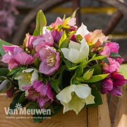 Hellebore X Hybridus 'Mixed' (Lenten Rose) -Green Us Garden HELL 61223 D